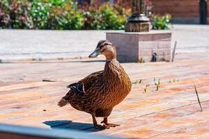 amical colvert canard fermer dans le parc photo