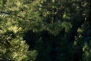 pin branche fermer contre le Contexte de une flou Montagne forêt sur une ensoleillé journée photo