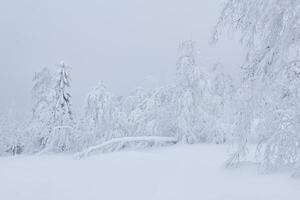 hiver paysage - congelé des arbres autour une neigeux clairière photo