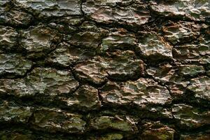 écorce texture de vieux arbre proche en haut photo