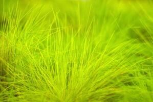 vert flou Contexte avec herbe photo