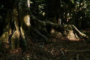 contrefort les racines de vieux arbre dans forêt tropicale photo
