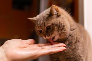 Écossais tout droit chat lèche le médicinal pâte de le doigt de ses propriétaire photo