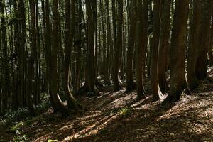 montagneux hêtre forêt avec tordu les troncs photo