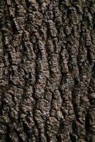 arrière-plan, texture - rugueux écorce de un vieux arbre photo