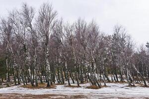 bouleau bosquet avec décongelé patchs dans de bonne heure printemps photo