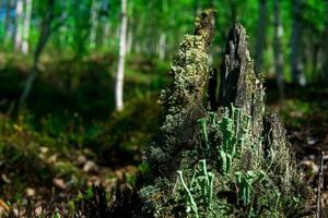 restes de une pourri souche dans le forêt, couvert avec mousse et lichen photo