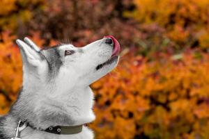 portrait de une rauque chien sur une Contexte de Orange feuillage photo