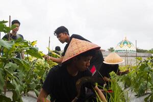 5 Jeune asiatique Les agriculteurs sont tri aubergines pour récolte. pendant le journée en utilisant traditionnel équipement et noir t-shirts photo