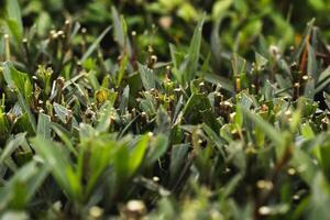 vibrant vert beauté de herbe. explorer le subtilités de herbe lames et découvrir le merveilles de la nature avec étourdissant fermer la photographie. photo