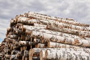 pile de abattu bouleau les troncs contre le ciel photo