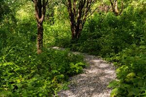 gravier chemin dans été parc avec saules photo