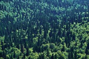 des oiseaux œil vue de le mixte conifère forêt photo