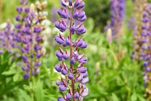 lupin inflorescence sur une flou Naturel Contexte photo