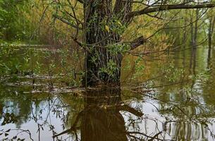 saule tronc dans l'eau pendant inonder photo