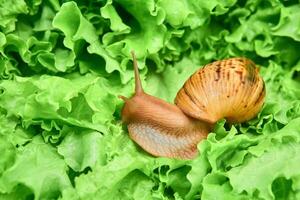 grand escargot parmi vert feuilles de salade photo