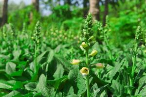 digitale pourprée inflorescence sur une Naturel Contexte sur une ensoleillé journée photo