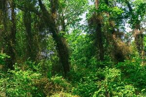 subtropical liane forêt dans le delta de le samouraï rivière photo