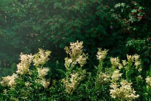 reine des prés inflorescences contre le Contexte de flou ombragé feuillage et baies photo