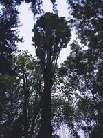 une magnifique arbre dans le parc en dessous de le soir ciel photo