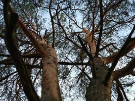 double des arbres bas vue photo