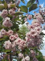 le arbre fleurit dans le rose Couleur de une printemps journée photo