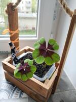 Jeune feuilles de oxalis dans une en bois pot, quatre feuilles trèfle photo