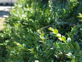 brillant vert feuilles sont couvert avec toiles d'araignées photo