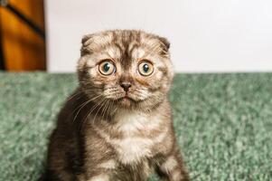 gris chat avec magnifique yeux sur une blanc Contexte photo