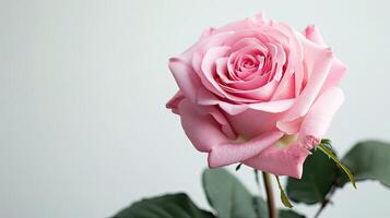 ai généré rose Rose fleur sur blanc Contexte photo
