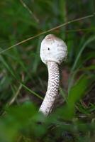 mince longue blanc toxique champignon dans le forêt photo