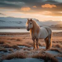 ai généré islandais paysage orné avec magnifique cheval crée une étourdissant vue pour social médias Publier Taille photo
