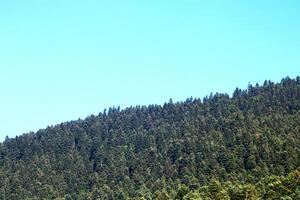 pin des arbres dans le forêt. bolu, dinde photo