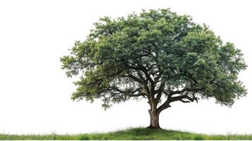 ai généré gros arbre isoler sur blanc Contexte photo