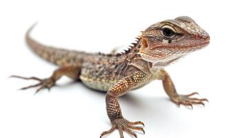 ai généré lézard sur isolé blanc Contexte. photo