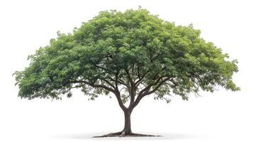 ai généré samanée Saman arbre isolé sur blanc fond.pluie arbre isolé sur blanc arrière-plan.singe gousse, est Indien noyer arbre isolé sur blanc Contexte. photo