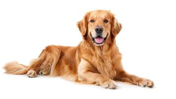 ai généré content séance et halètement d'or retriever chien à la recherche à caméra, isolé sur blanc photo