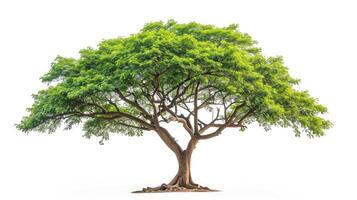 ai généré samanée Saman arbre isolé sur blanc fond.pluie arbre isolé sur blanc arrière-plan.singe gousse, est Indien noyer arbre isolé sur blanc Contexte. photo