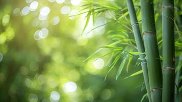 ai généré Frais bambou des arbres dans forêt avec flou Contexte photo