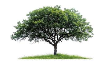 ai généré gros arbre isoler sur blanc Contexte photo