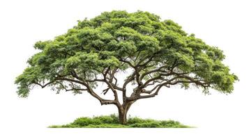 ai généré samanée Saman arbre isolé sur blanc fond.pluie arbre isolé sur blanc arrière-plan.singe gousse, est Indien noyer arbre isolé sur blanc Contexte. photo