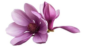 ai généré violet magnolia fleur, magnolia Félix isolé sur blanc Contexte photo