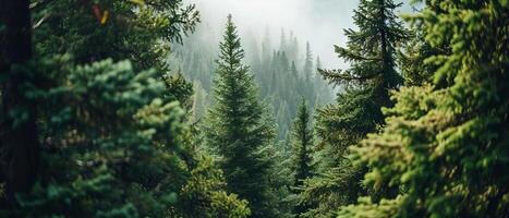 ai généré luxuriant vert conifères dans une dense, brumeux forêt paysage photo