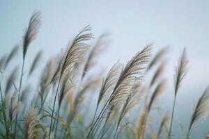 ai généré une bouquet de grand herbe soufflant dans le vent photo