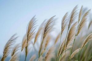 ai généré une bouquet de grand herbe soufflant dans le vent photo