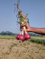 agriculteur main en portant rouge oignon dans le champ campagne de bangladesh photo