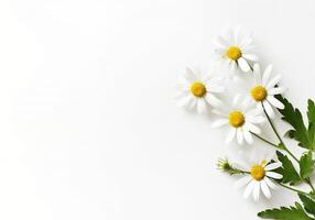 ai généré blanc marguerites sur une blanc Contexte photo