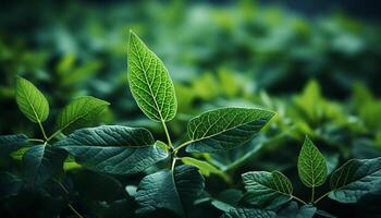 ai généré Frais vert feuilles dans le vibrant été lumière du soleil généré par ai photo