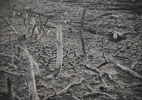 destruction mangrove forêt paysage, destruction mangrove forêt est un écosystème cette a été gravement dégradé ou éliminé tel comme habitat, et pollution, prendre se soucier de le mangrove forêt. photo