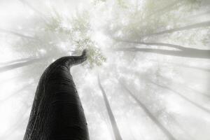 printemps hêtre des arbres avec brouillard photo